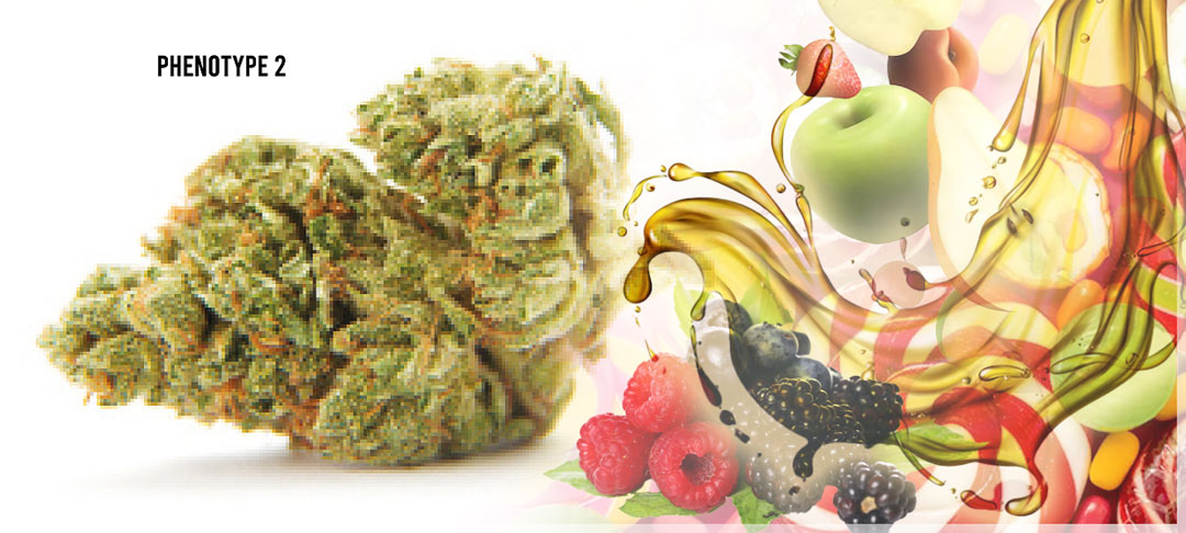 Kerosene-Krash-phenotype-2-sweet-fruity-jet-fuel-terpene-palette