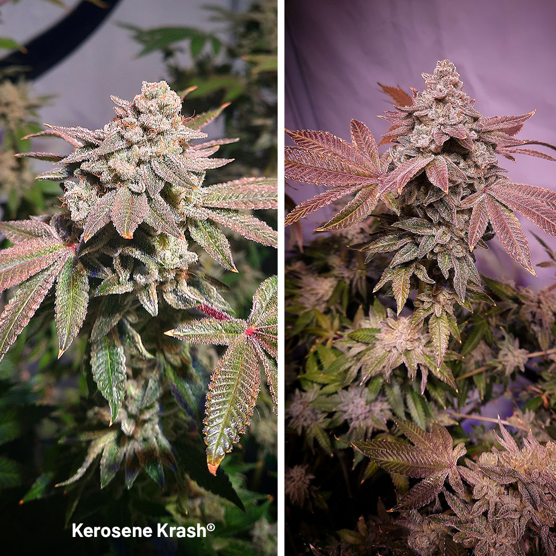Kerosene-krash-Mariano-Mariano-review-of-the-month-super-terpenes-flowers