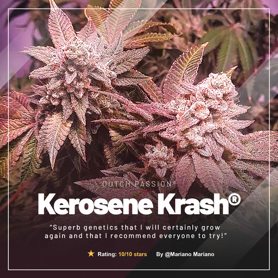 Kerosene-krash-Mariano-Mariano-review-of-the-month