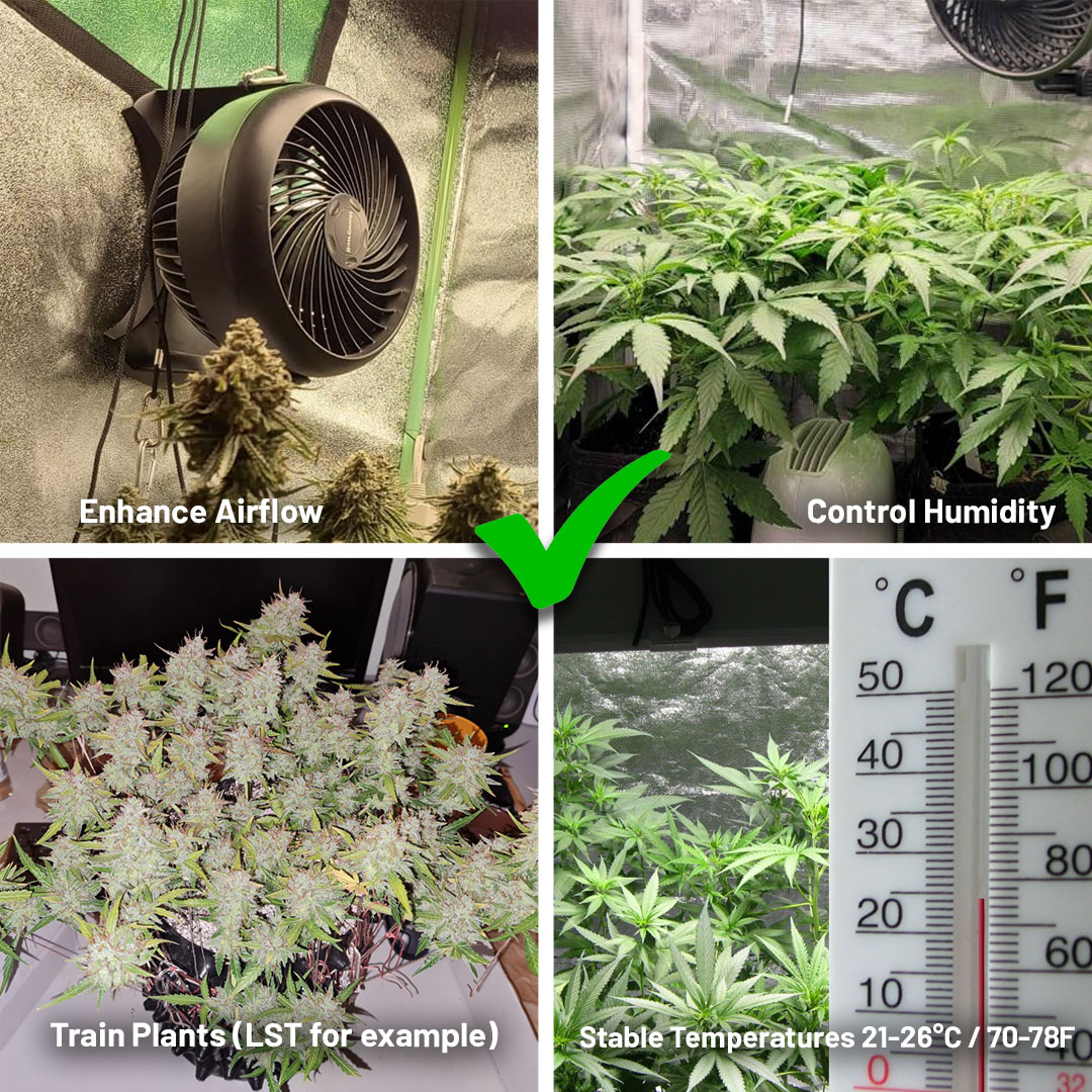 Key expert tips to prevent cannabis bud rot
