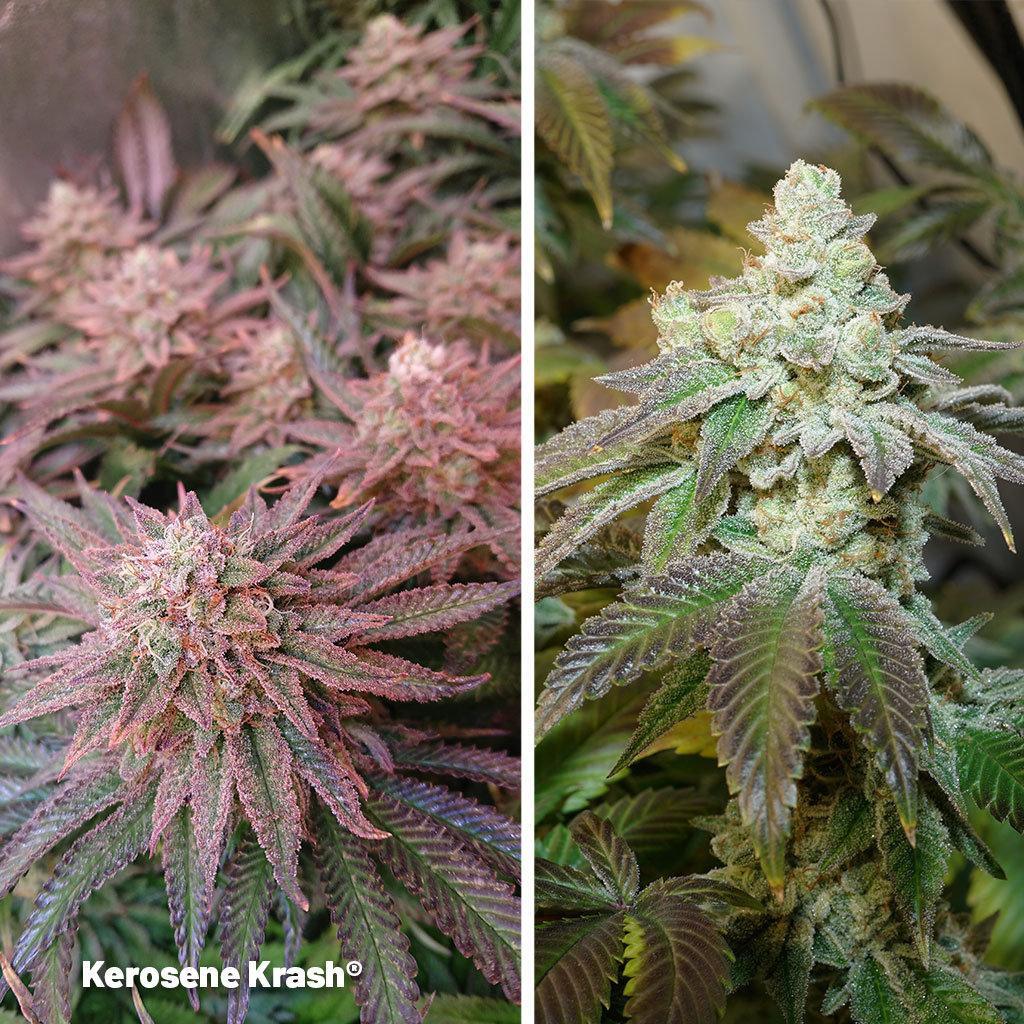 Killer-USA-genetics-with-a-rich-diesel-aroma-and-extreme-THC