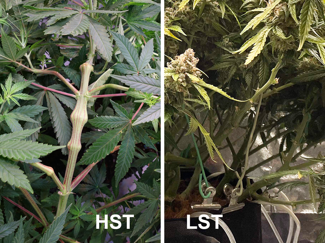 LST-vs-HST-cannabis-techniques