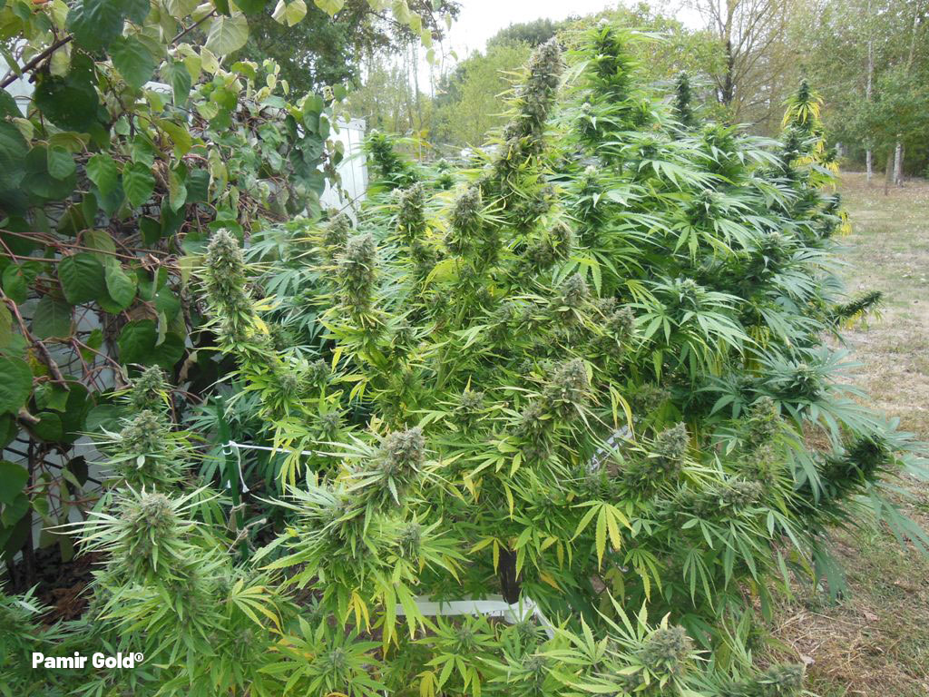Large-Pamir-gold-growing-directly-in-moist-soil