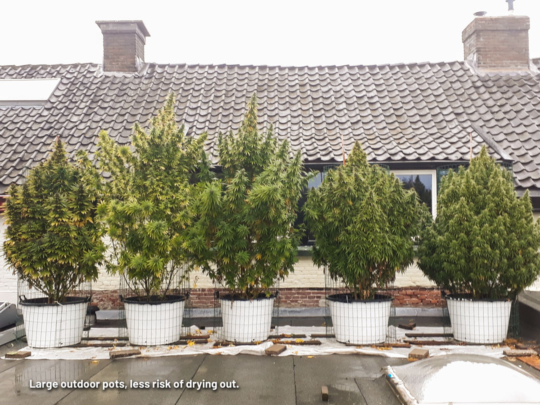 Large-outdoor-cannabis-plants-growing-in-large-containers