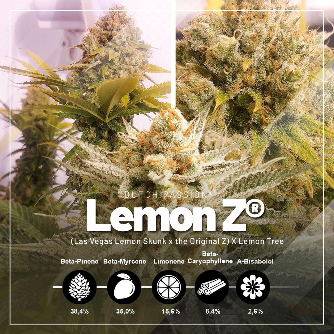 Lemon-Z-fruity-candy-varieties-Dutch-Passion-cannabis-seeds