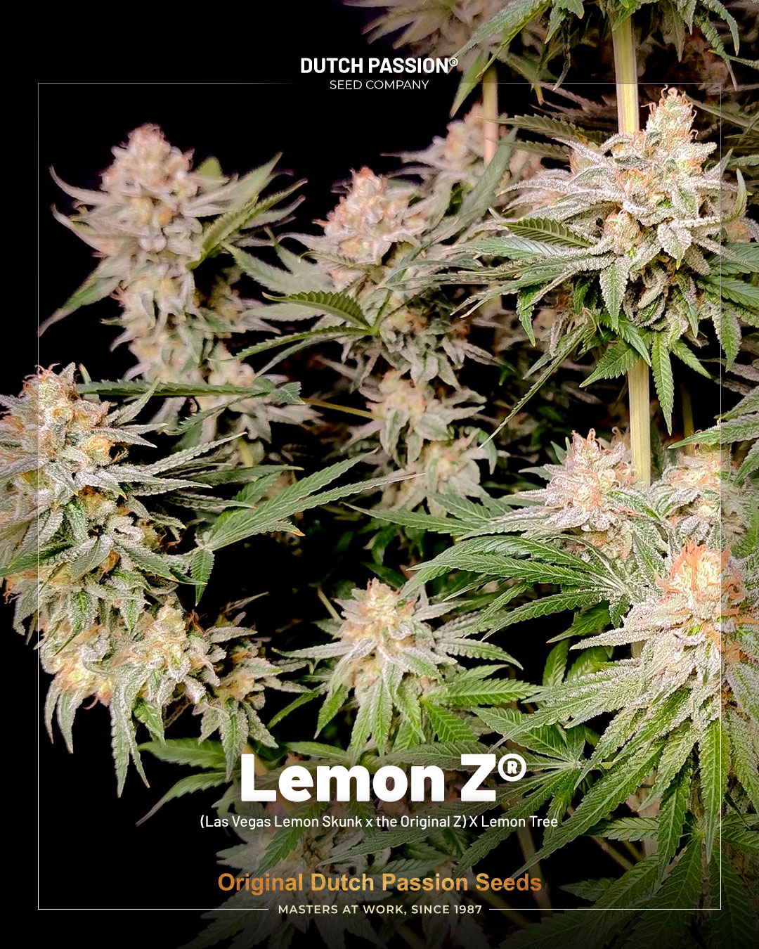 Lemon Z fruity strains by Dutch Passion seed company