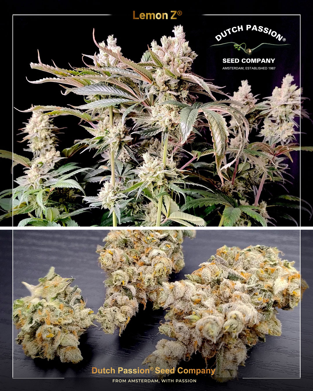 Lemon Z promo seed grown from Dutch Passion gift