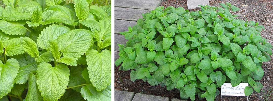 Lemon-balm-A-member-of-the-aromatic-mint-family