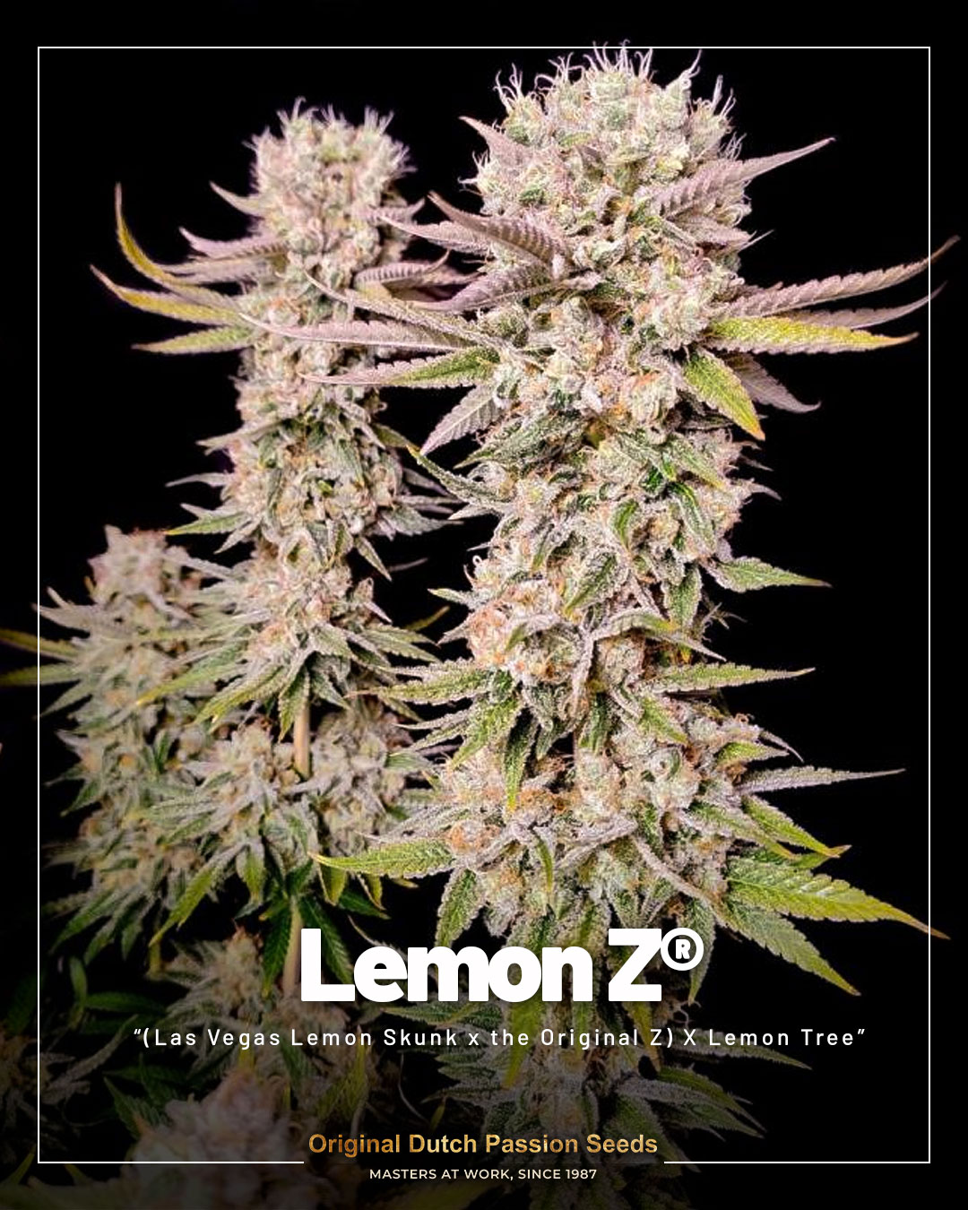 Lemon z cannabis seeds dutch passion seed company