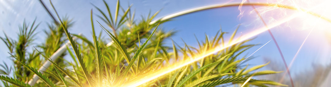 Light-Exposure-can-cause-terpene-degradation