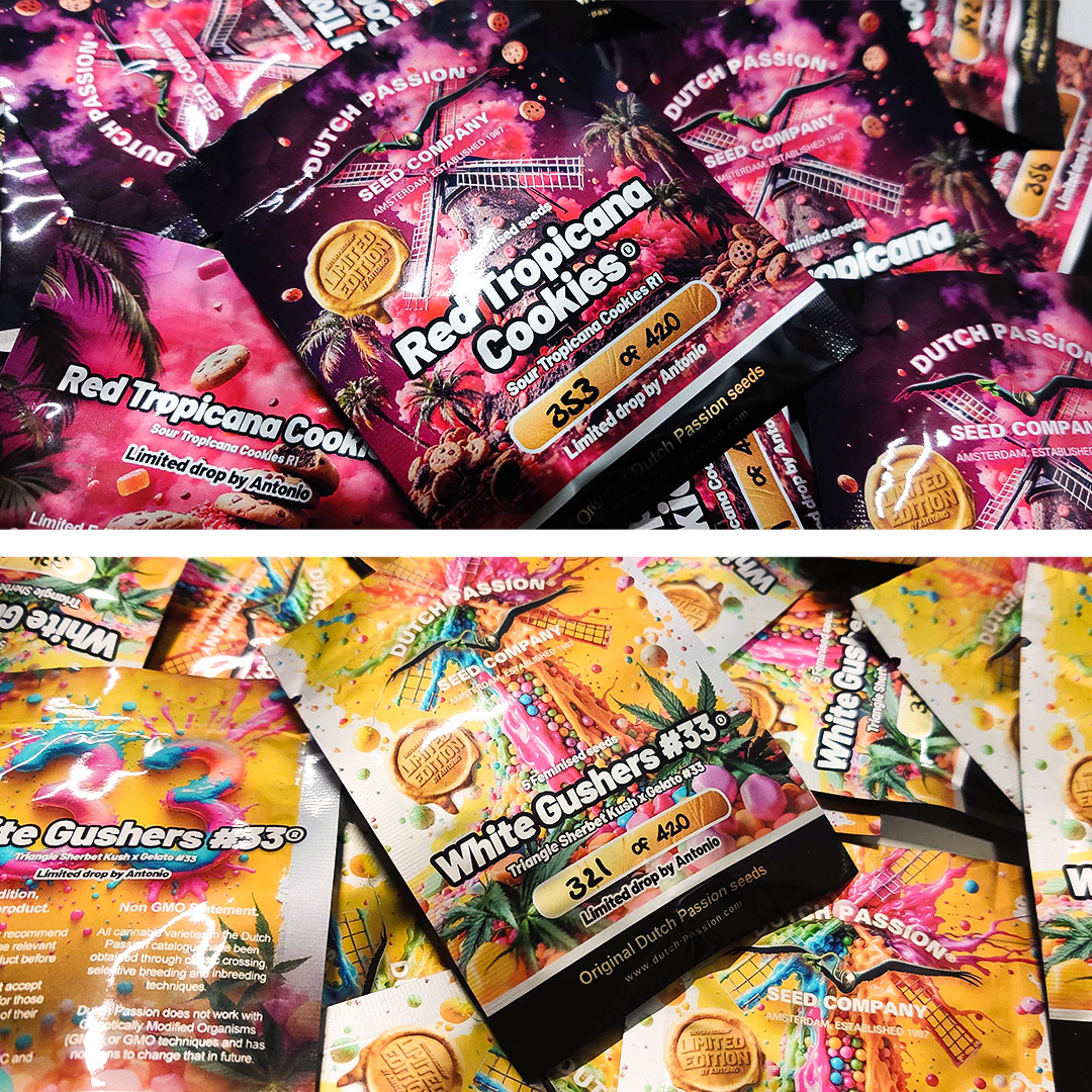 Limited-cannabis-seeds-by-dutch-passion-cannabis-seed-company