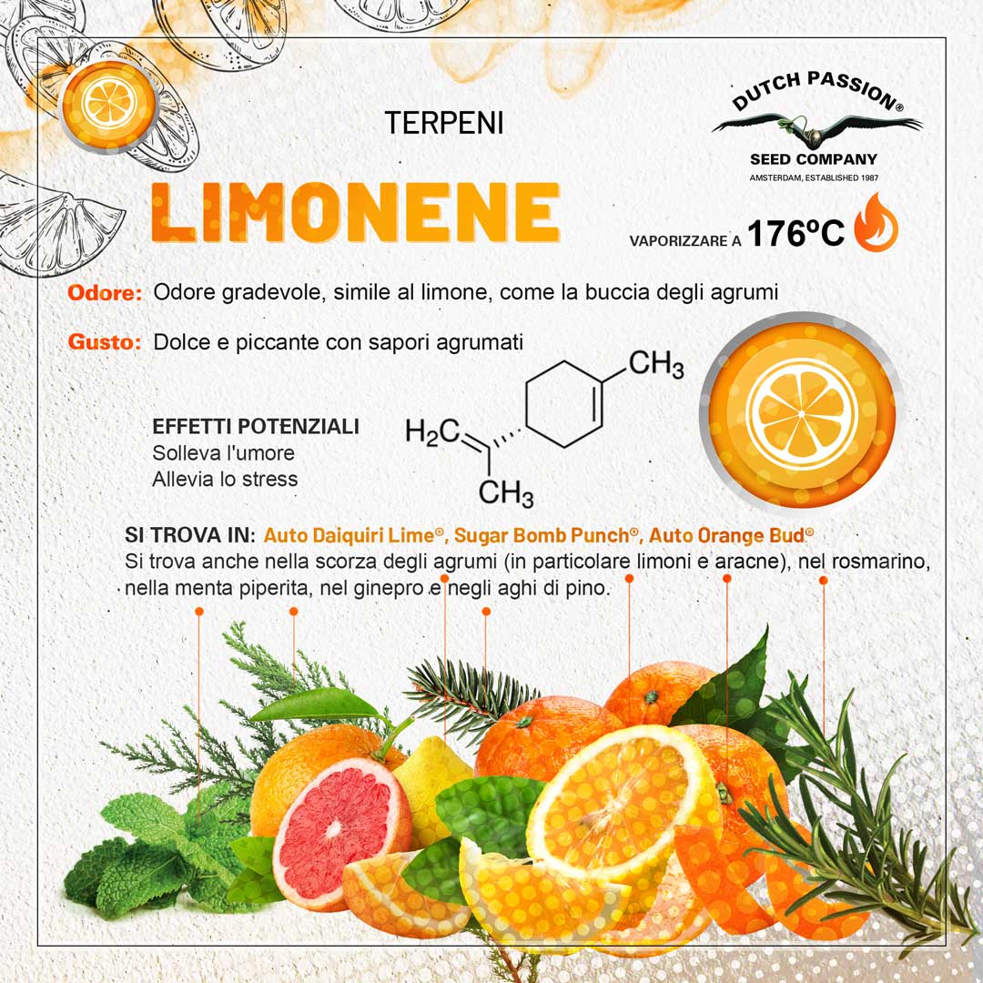 Il terpene limonene (Odore, Gusto, Vaporizzazione)