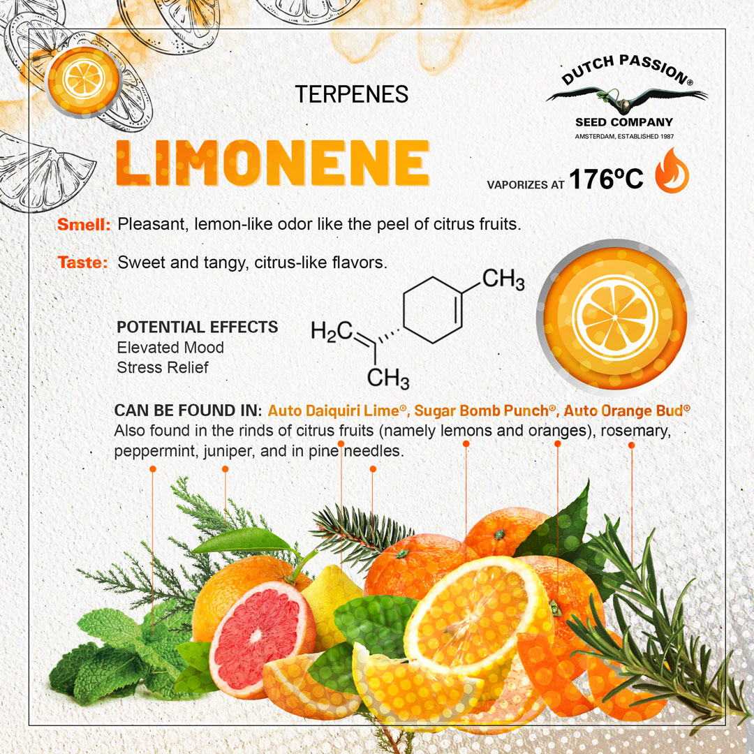 Limonene cannabis terpene chart