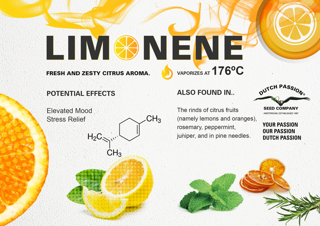 Limonene-citrus-fruit-aroma-cannabis-orange-family