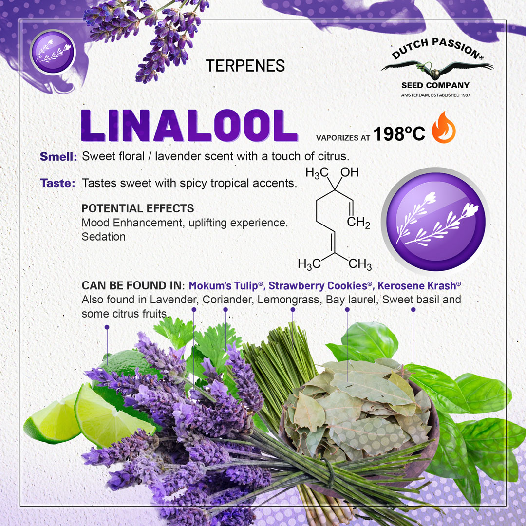 Linalool cannabis terpene chart