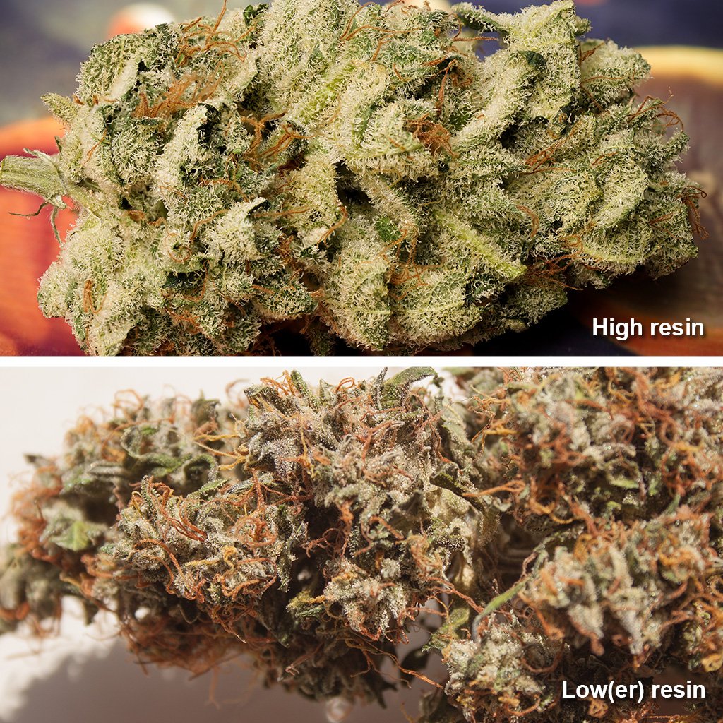 Low-and-high-resis-on-cannabis-bud