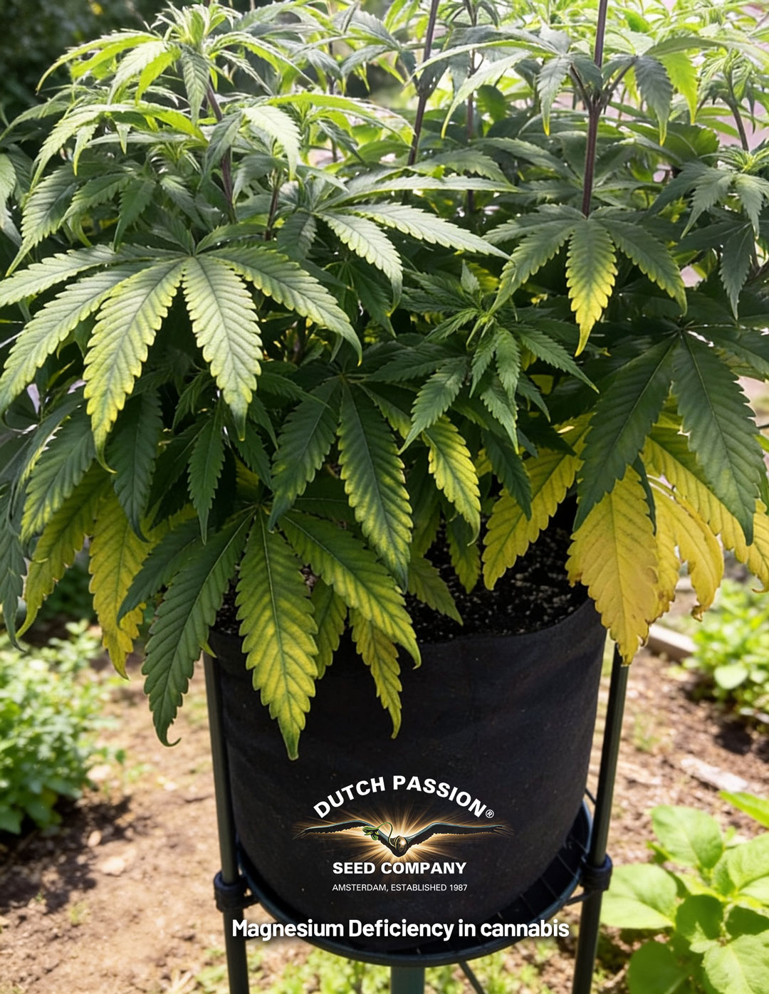 Magnesium Deficiency in cannabis
