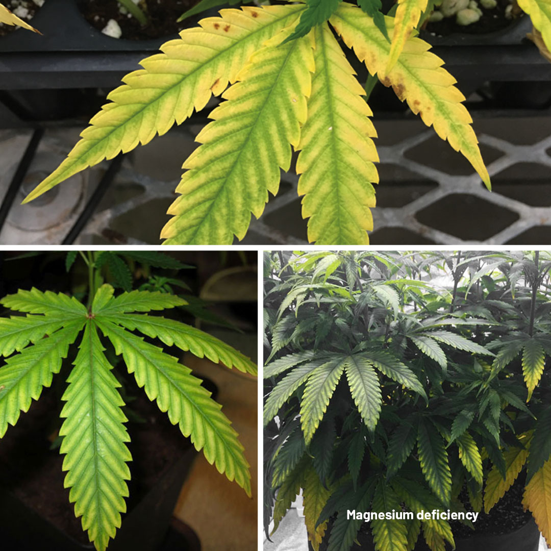 Magnesium deficiency