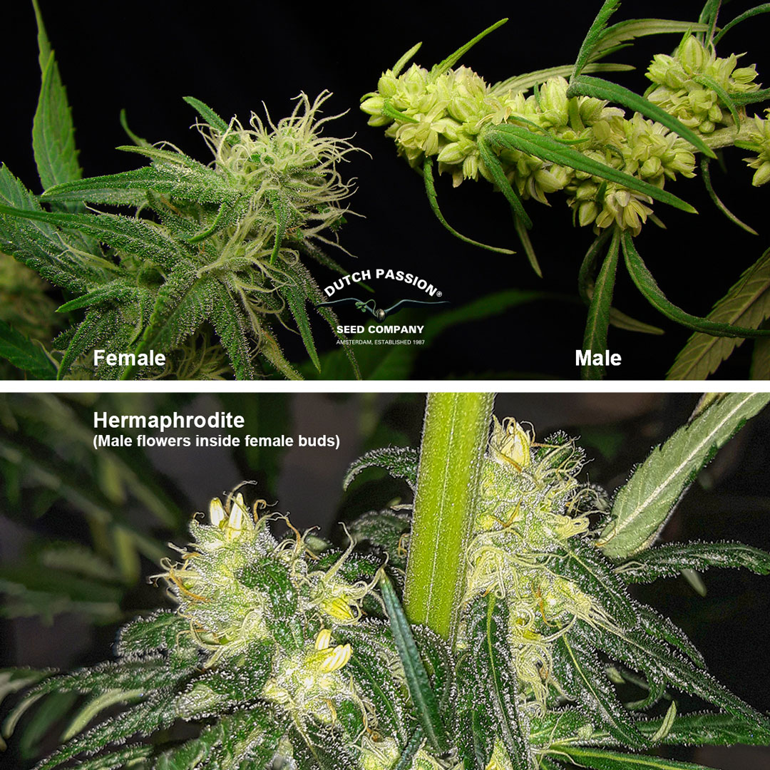 Male-female-and-Hermaphrodite-cannabis