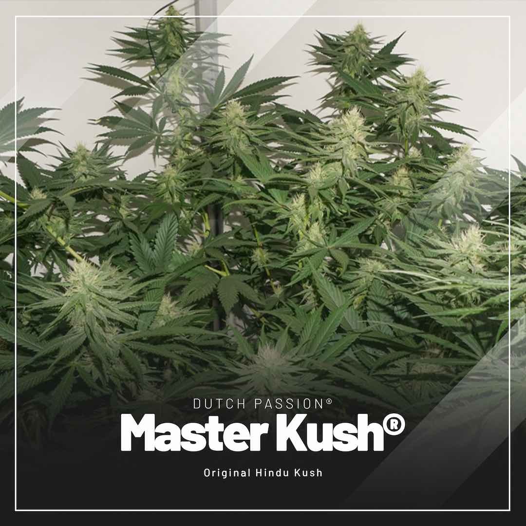 Master-Kush-easiest-feminised-cannabis-seeds-to-grow-indoors