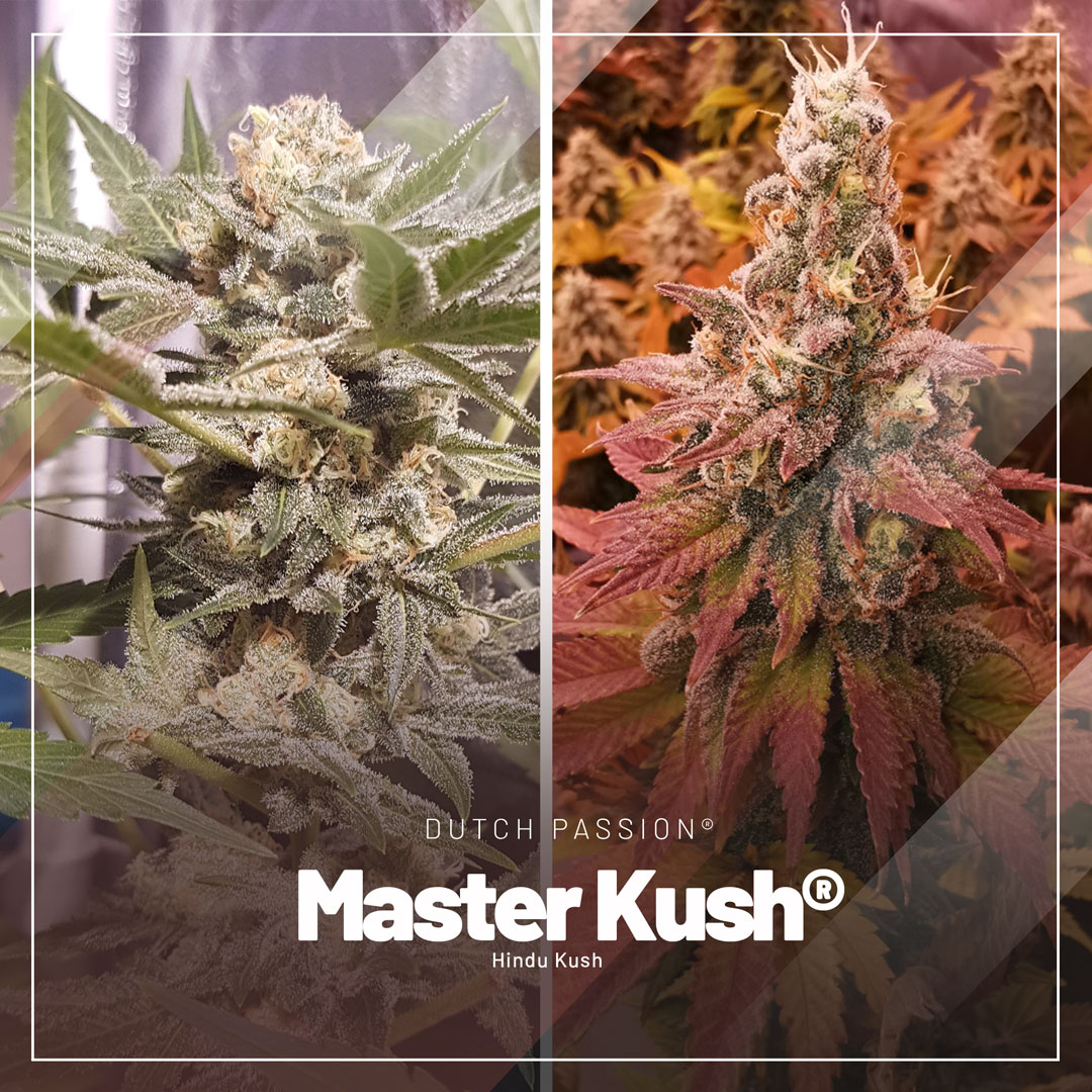 Master-Kush-for-dry-and-cold-climates