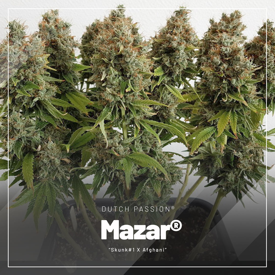 Mazar-regular-seeds-from-Dutch-Passion
