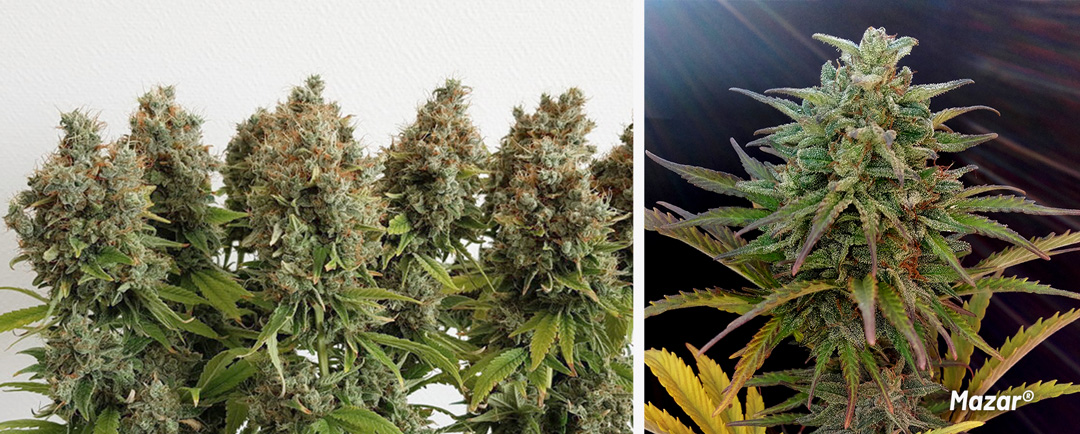 Mazar-the-classic-afghani-kush-strain-to-make-hash-with