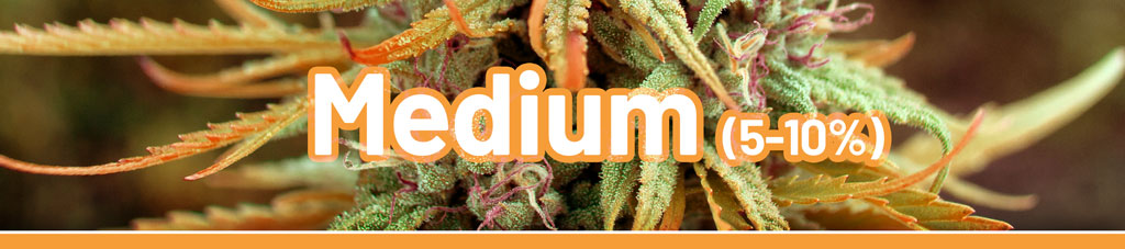Medium-high-cannabis-with-mellow-effect