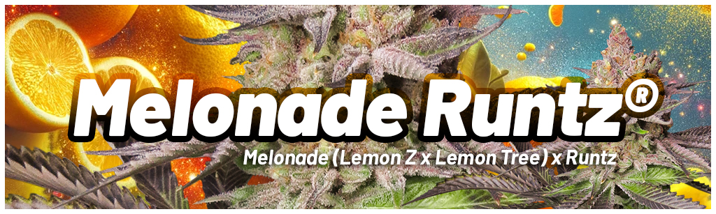 Melonade-Runtz-Dutch-Passion-Runtz