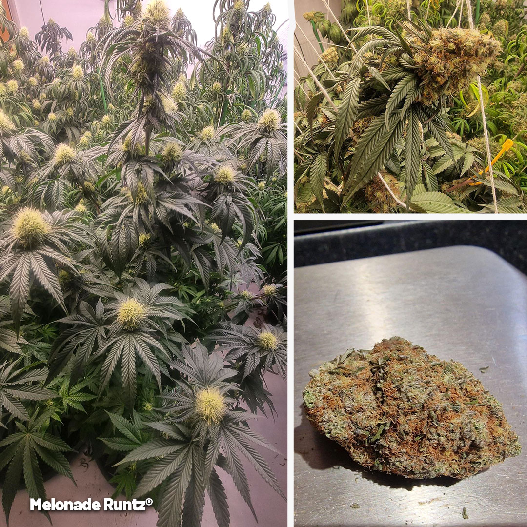 Melonade-Runtz-cannabis-plant-grown-by-customer