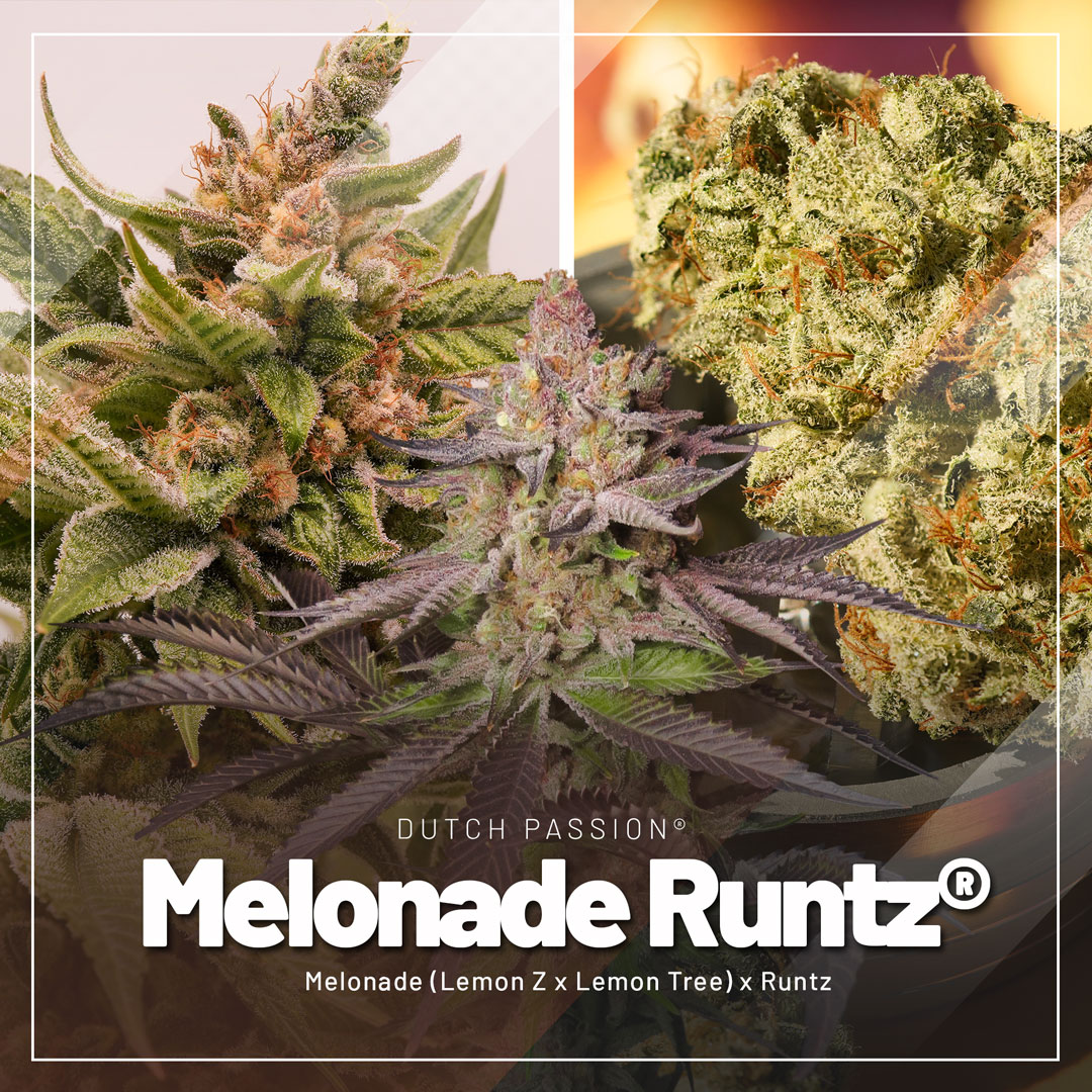 Melonade-Runtz-fruity-cannabis-seeds-by-Dutch-Passion-V2