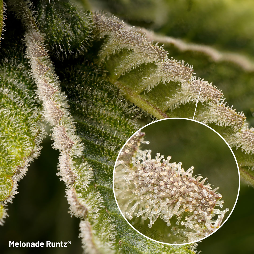 Melonade-Runtz-sugar-leaves-on-a-cannabis-plant