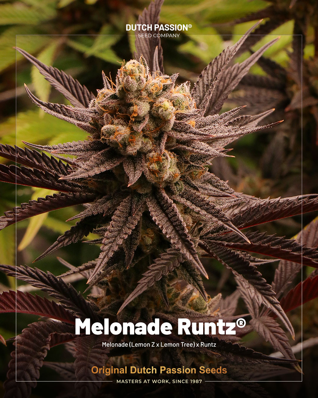 Melonade Runtz super fruity lemon strain by Dutch Passion