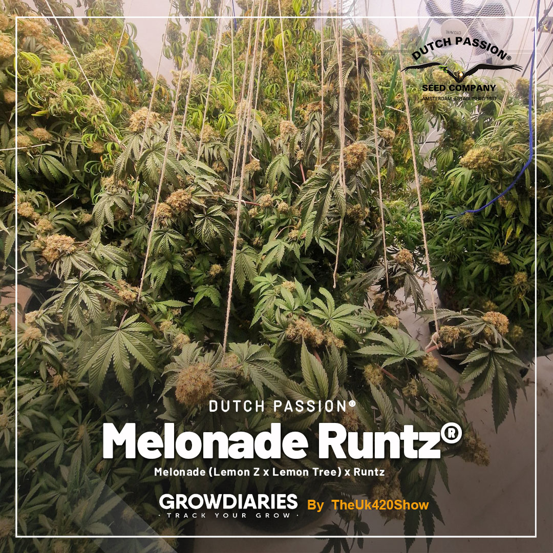 Melonade-runtz-grown-by-grower-on-Growdiaries