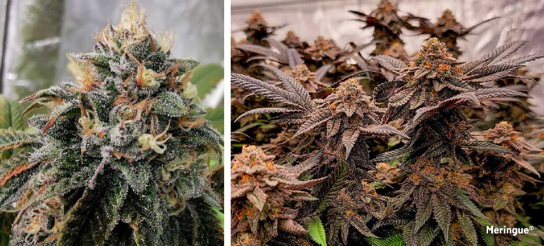 Meringue dutch passion cannabis seeds