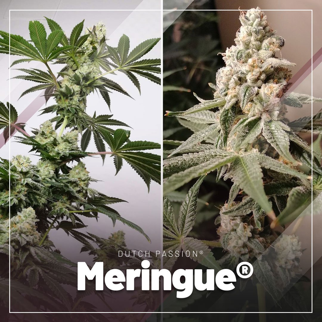 Meringue-extreme-potency-and-amazing-terpenes-cannabis-seeds