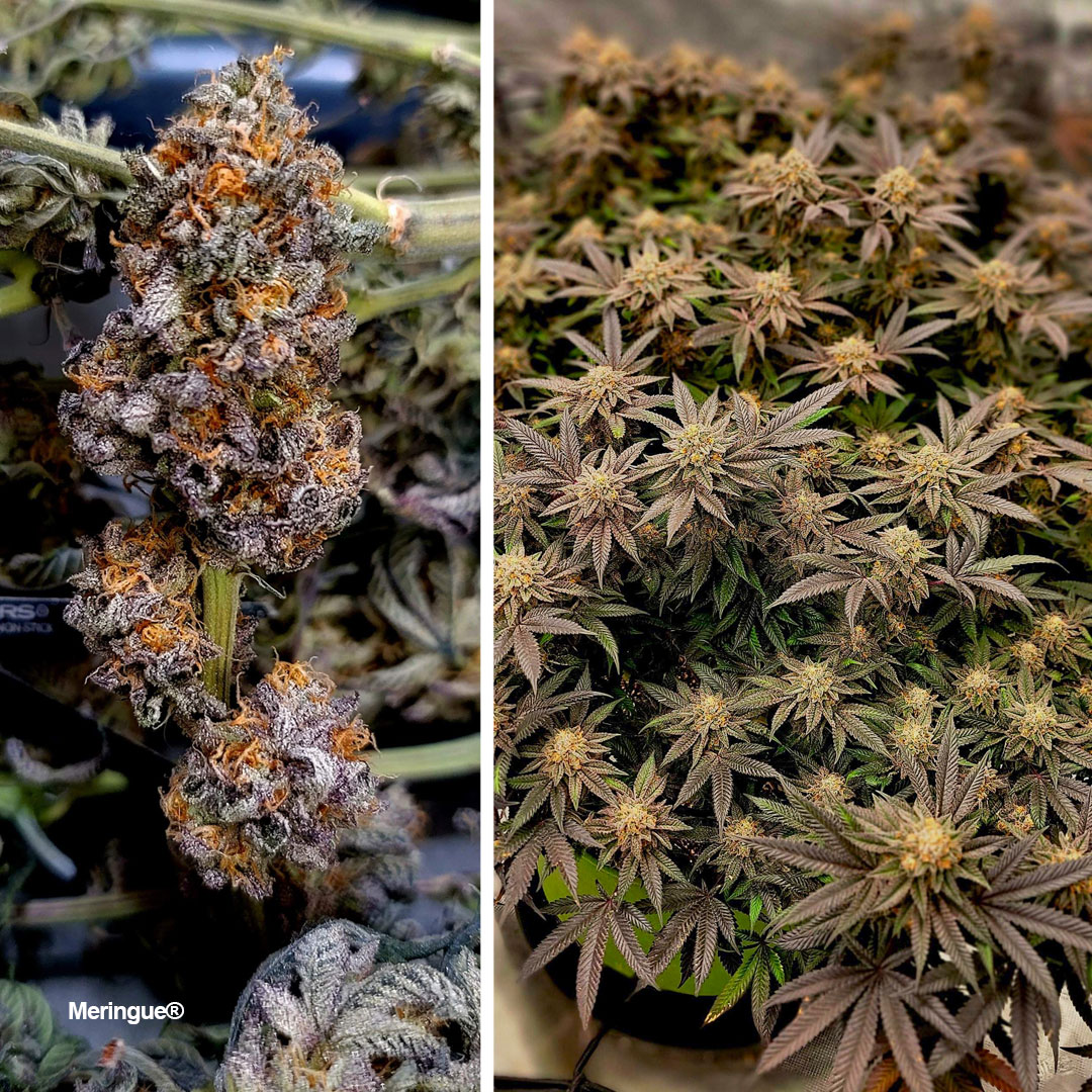 Meringue-super-frosty-cannabis-variety-potent-must-grow