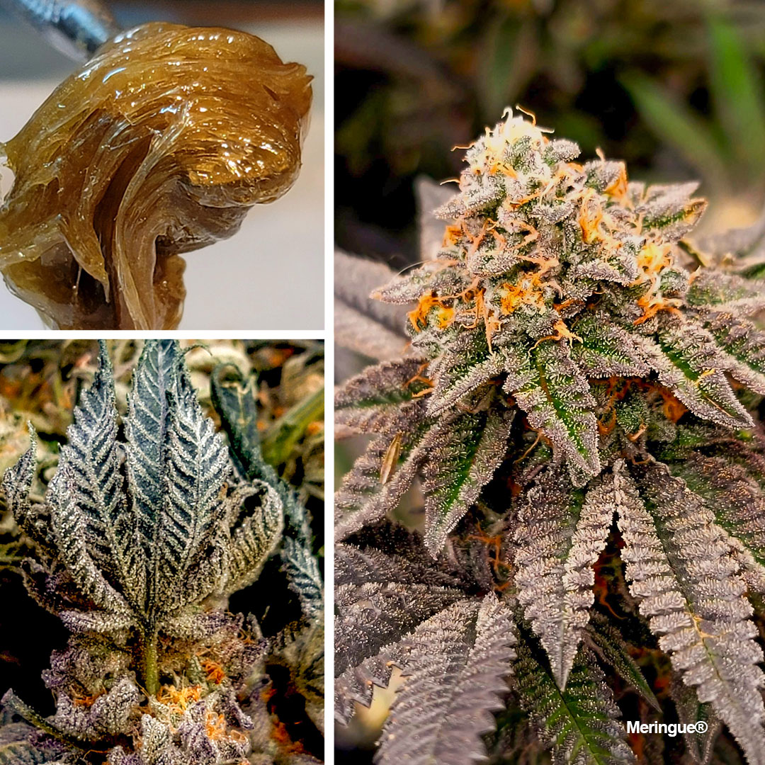 Meringue-super-frosty-cannabis-variety-potent