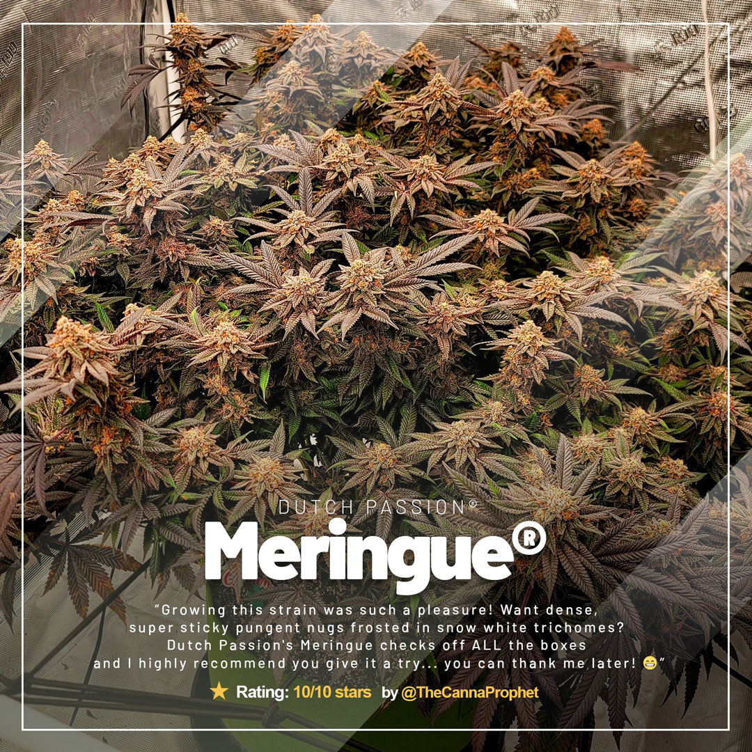 Meringue-super-sticky-cannabis-seeds-from-dutch-passion