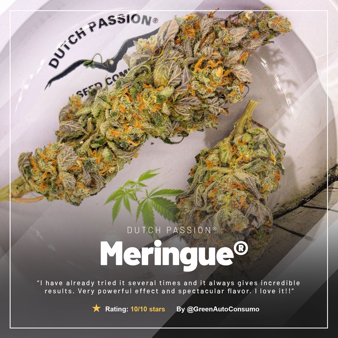 Meringue-the-super-sweet-cannabis-variety