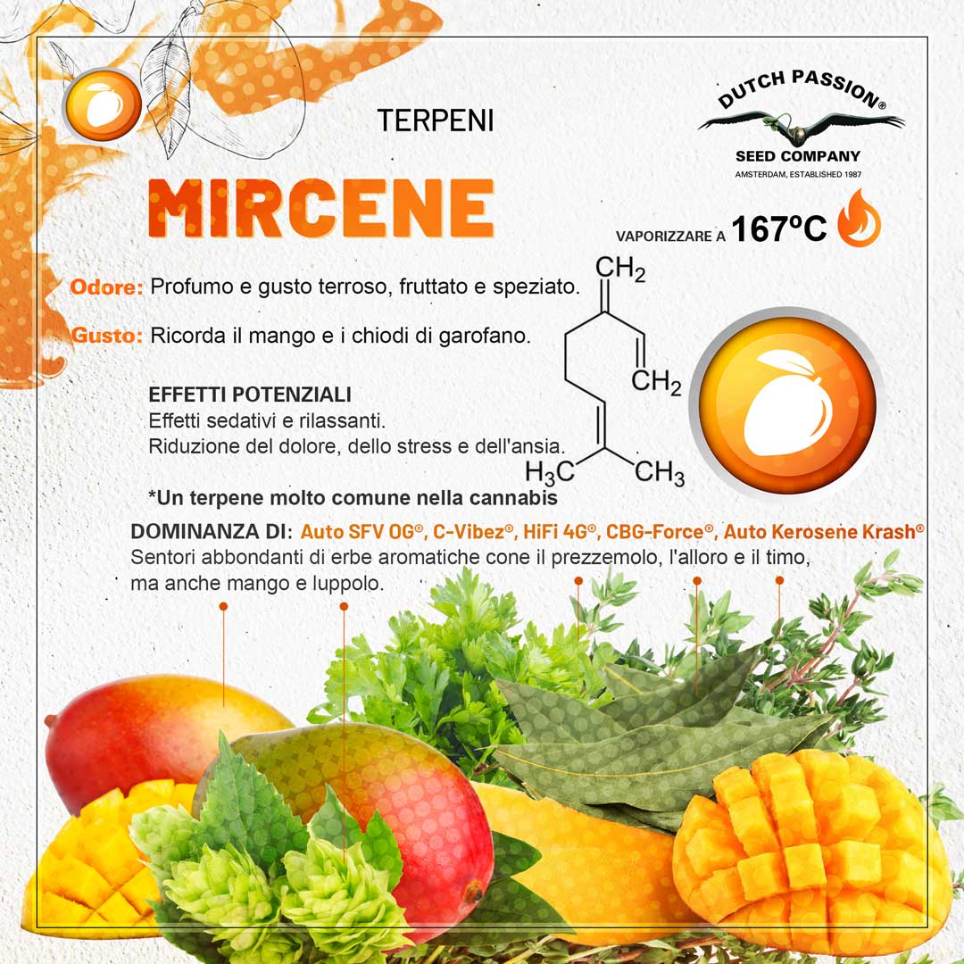 Il terpene mircene (Odore, Gusto, Vaporizzazione)