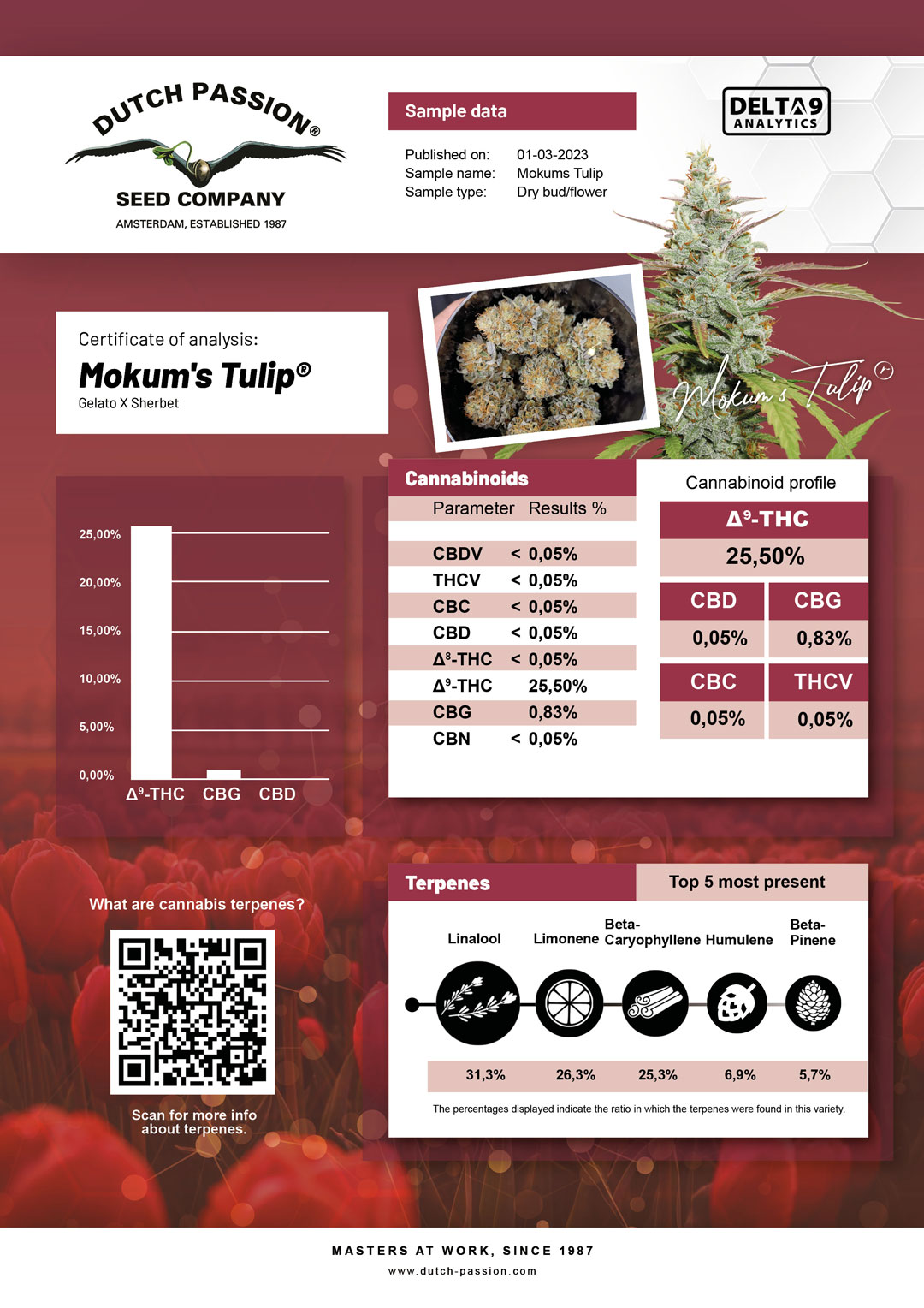 Mokum's Tulip Lab results Dutch Passion seed company