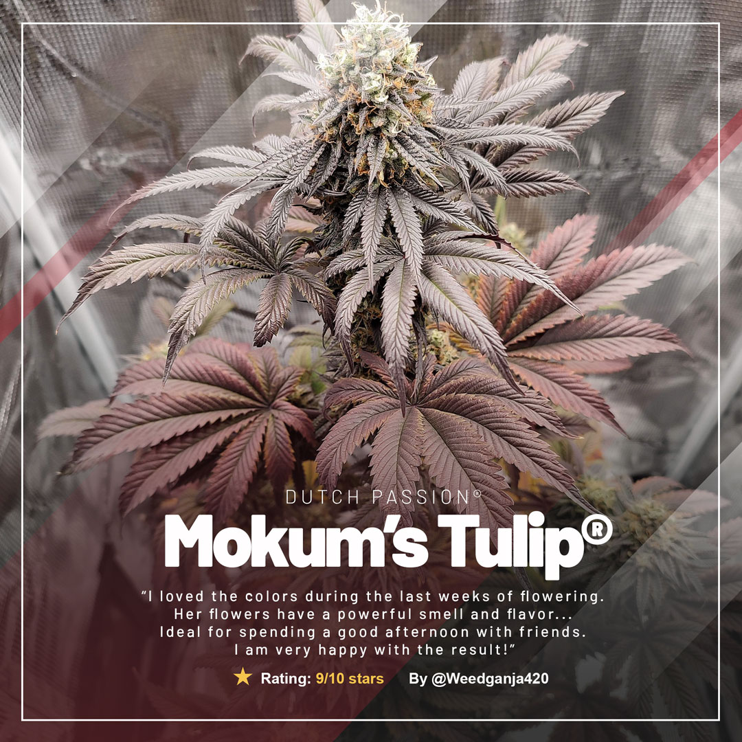 Mokums-Tulip-amazing-feminised-cannabis-seeds-potent-terpenes