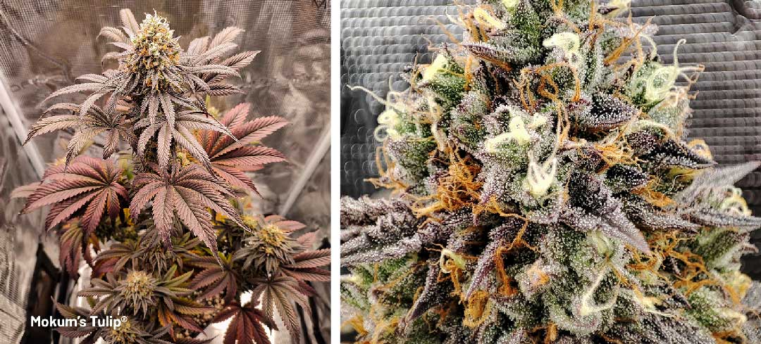 Mokums Tulip dutch passion cannabis seeds