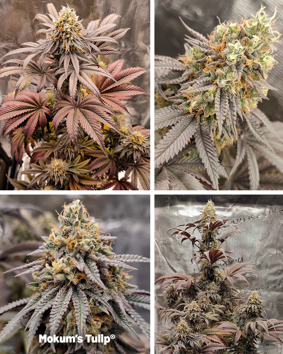 Mokums Tulip flowering cannabis plant