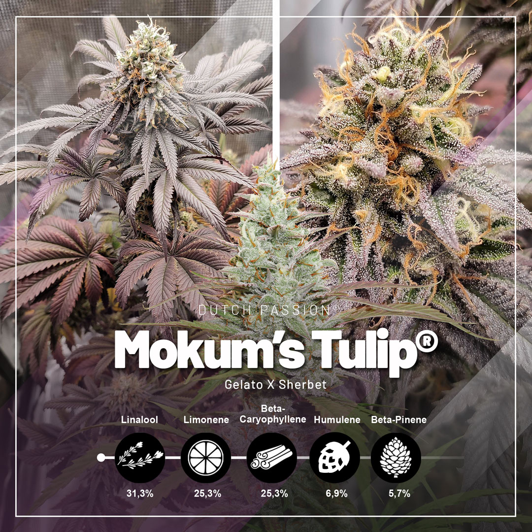 Mokums-Tulip-gelato-and-sherbet-fruity-cannabis-seeds