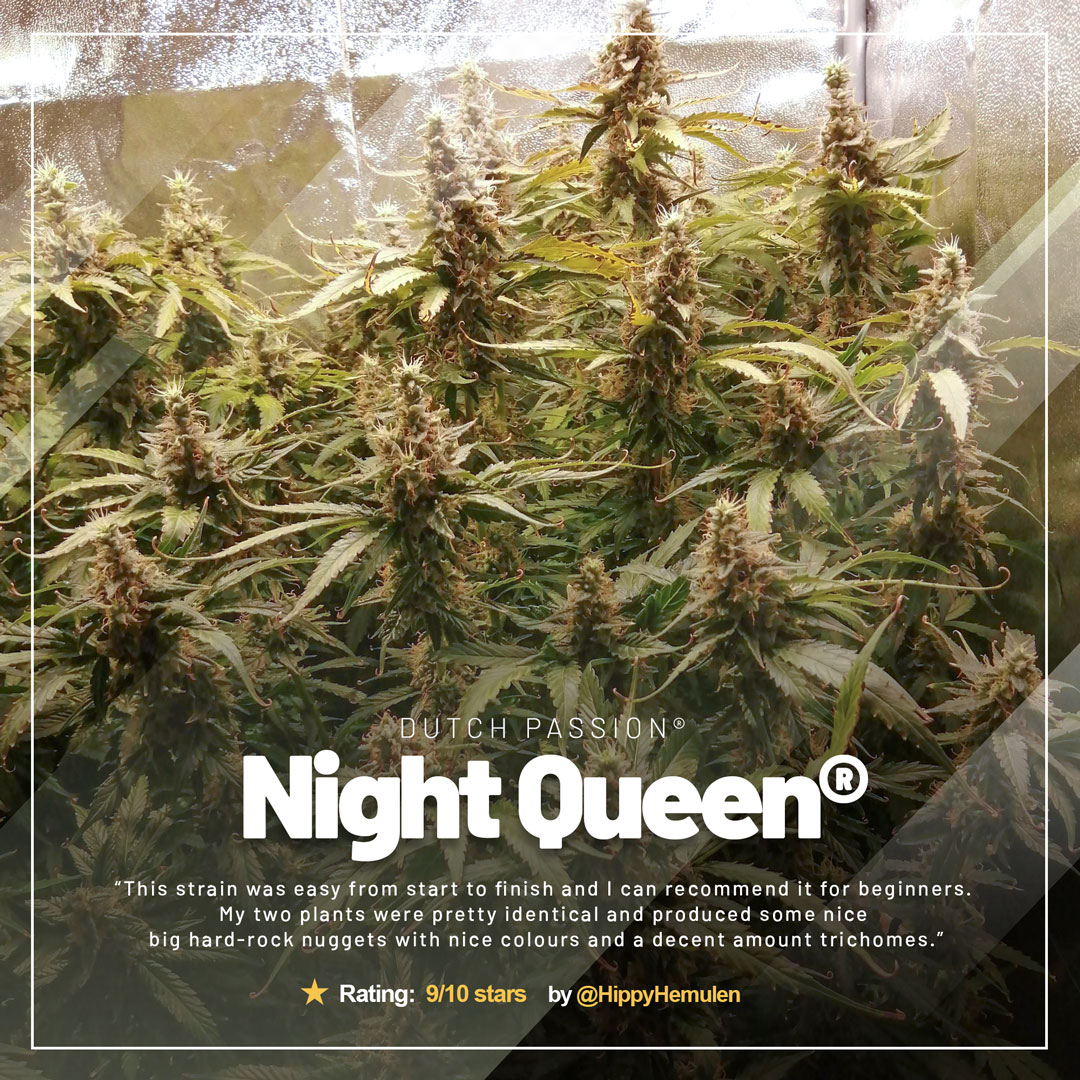 Night-Queen-afghani-kush-indica-dominant-variety-growdiaries-of-the-month