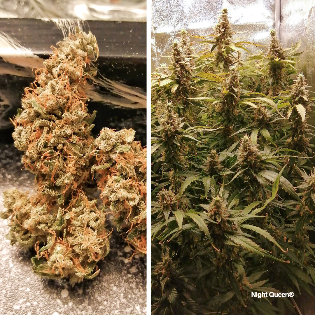 Night-Queen-afghani-kush-indica-dominant-variety