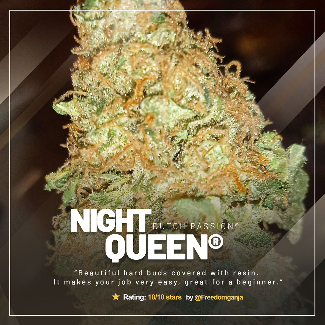 Night Queen by Freedomganja
