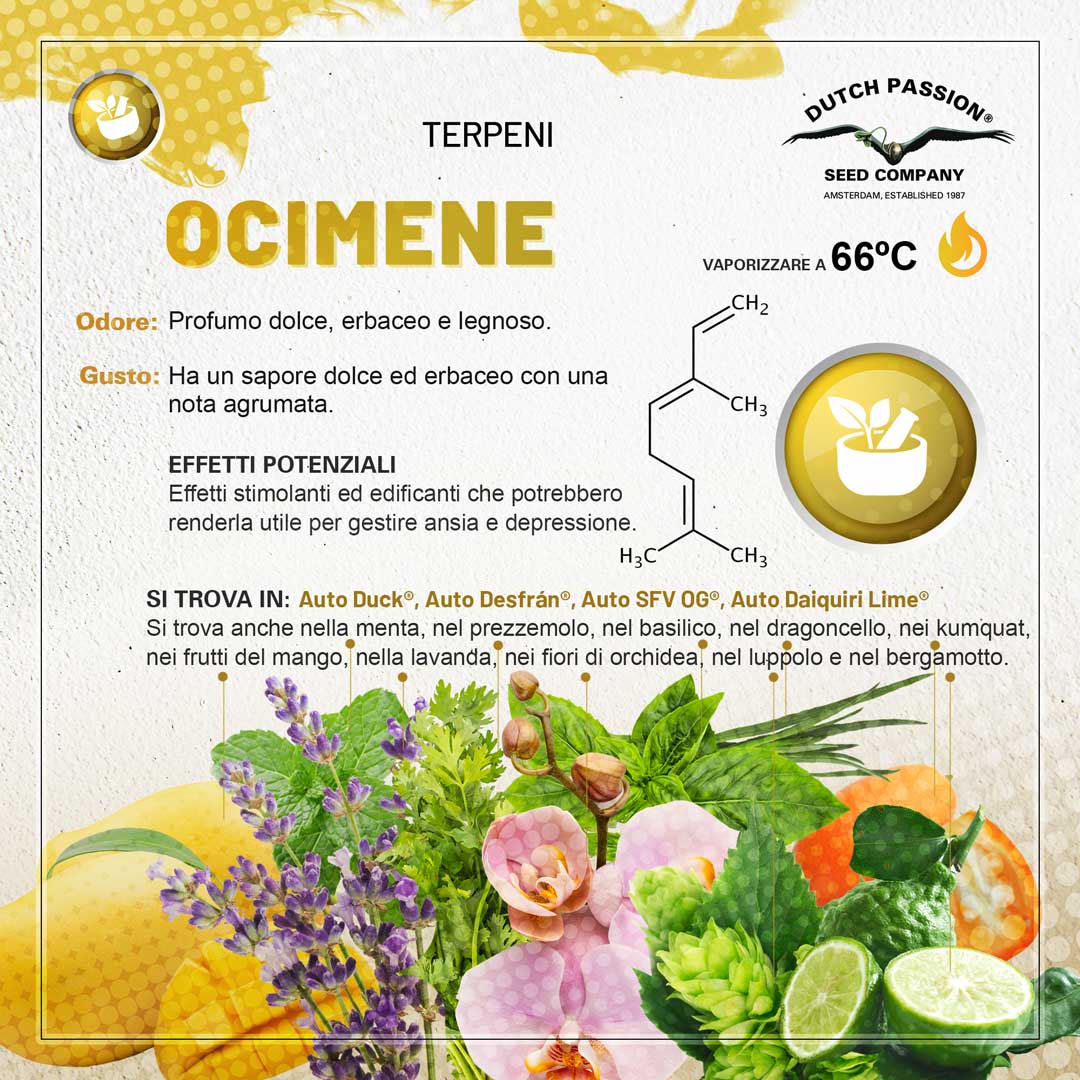 Il terpene Ocimene (Odore, Gusto, Vaporizzazione)